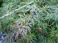 Thumbnail for Acer palmatum 'Baldsmith' - mapleridgenursery