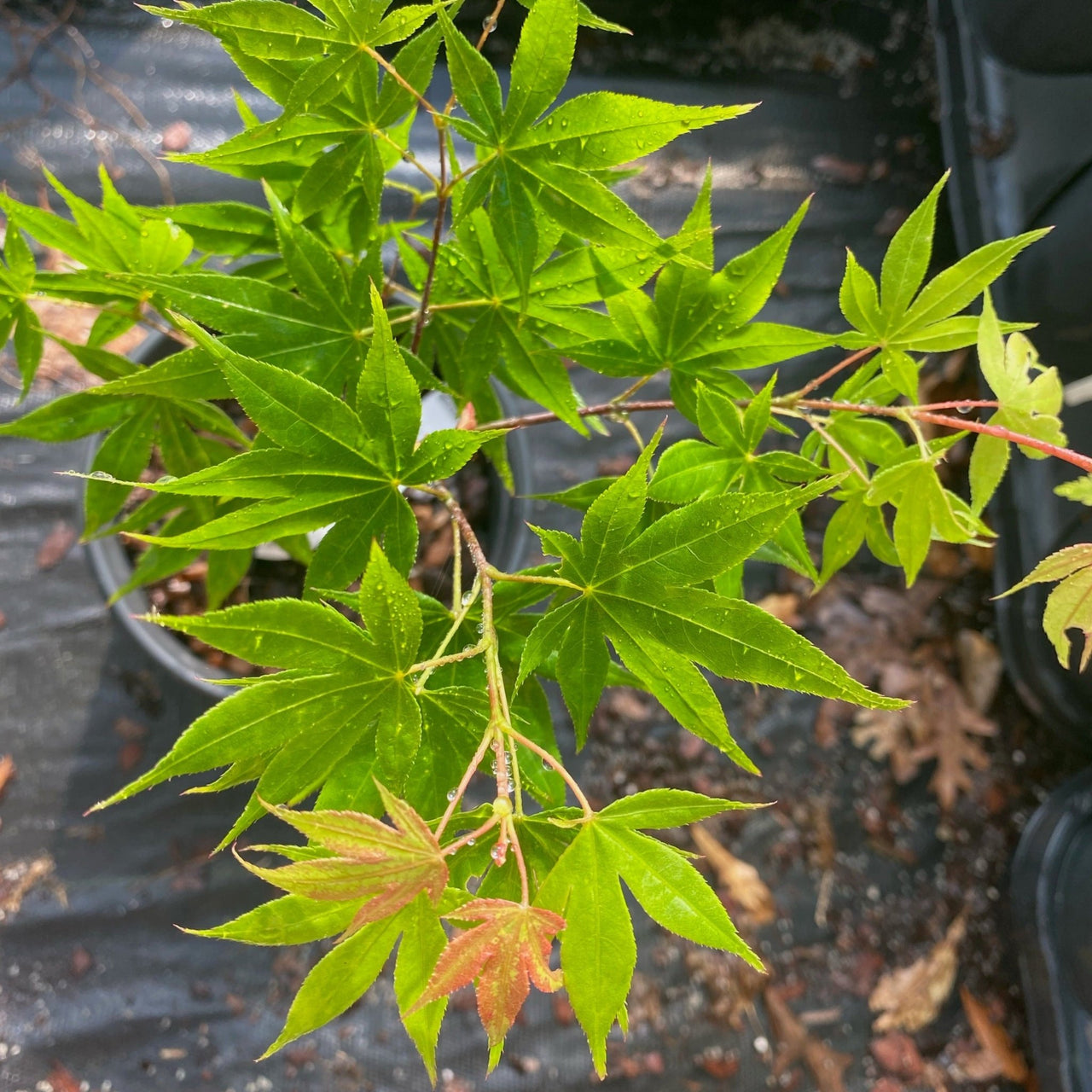 Acer palmatum 'Bell Green' - mapleridgenursery