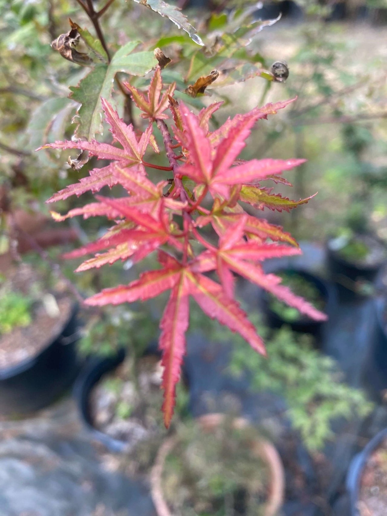 Acer palmatum 'Beni fushigi' - mapleridgenursery