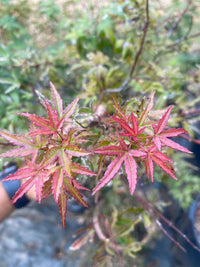 Thumbnail for Acer palmatum 'Beni fushigi' - mapleridgenursery