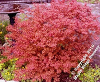 Thumbnail for Acer palmatum 'Beni hime' - mapleridgenursery