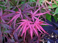 Thumbnail for Acer palmatum 'Beni otake' - mapleridgenursery