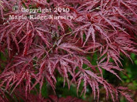 Thumbnail for Acer palmatum 'Beni shidare' - mapleridgenursery