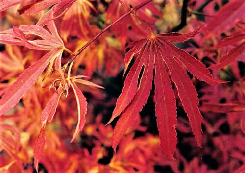 Acer palmatum 'Beni shien' - mapleridgenursery