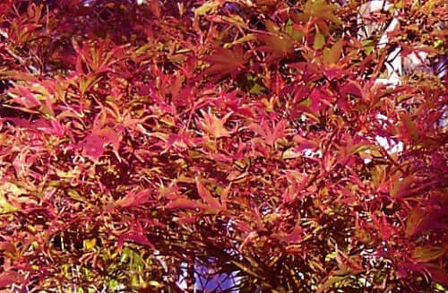 Acer palmatum 'Beni shien' - mapleridgenursery