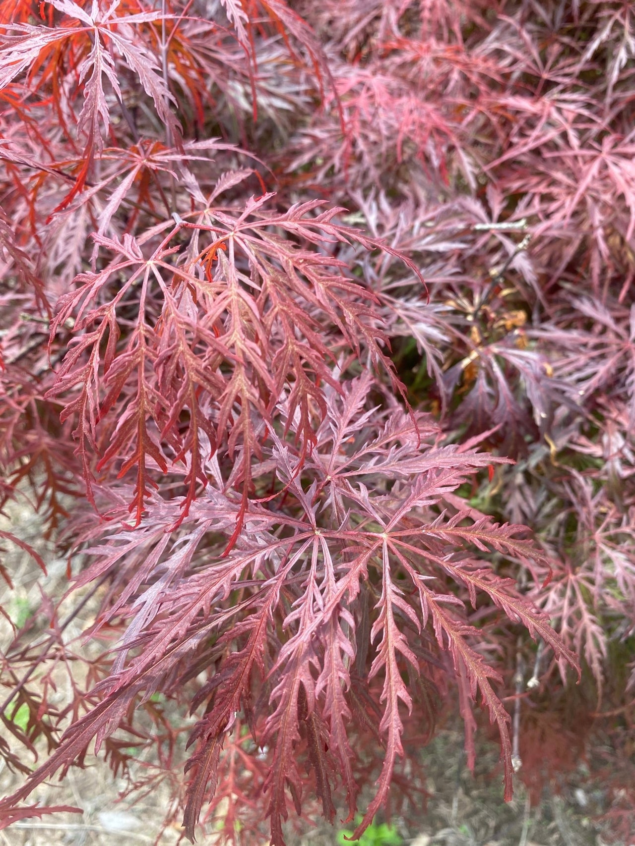 Acer palmatum 'Bewely's Red' Red Lace Leaf Japanese Maple - Maple Ridge Nursery