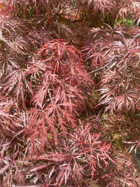Thumbnail for Acer palmatum 'Bewely's Red' Red Lace Leaf Japanese Maple - Maple Ridge Nursery