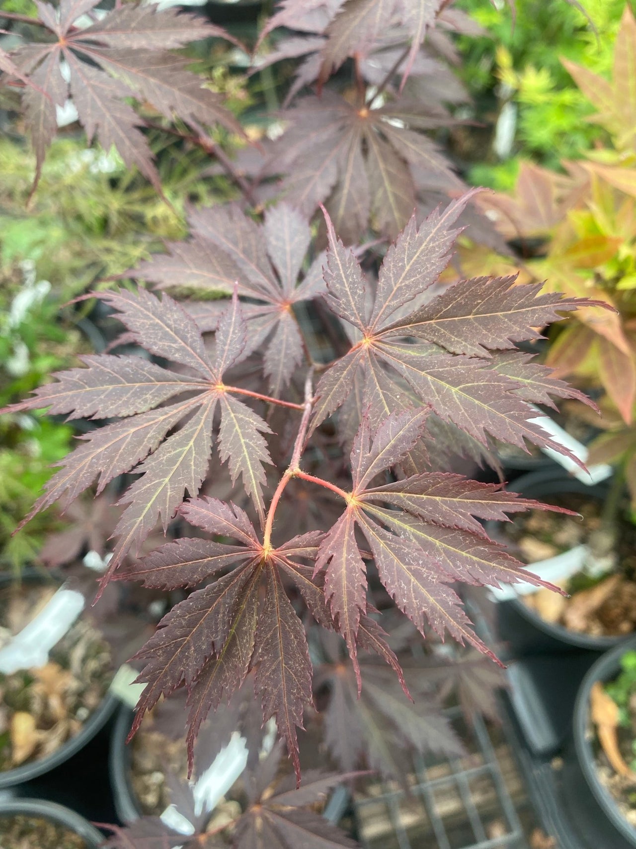 Acer palmatum 'Black Lace' Dark Red Japanese Maple - Maple Ridge Nursery