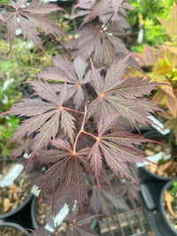 Thumbnail for Acer palmatum 'Black Lace' Dark Red Japanese Maple - Maple Ridge Nursery