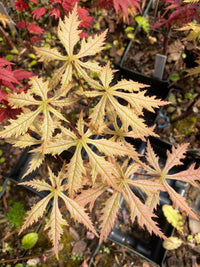 Thumbnail for Acer palmatum 'Blonde Beauty' - mapleridgenursery
