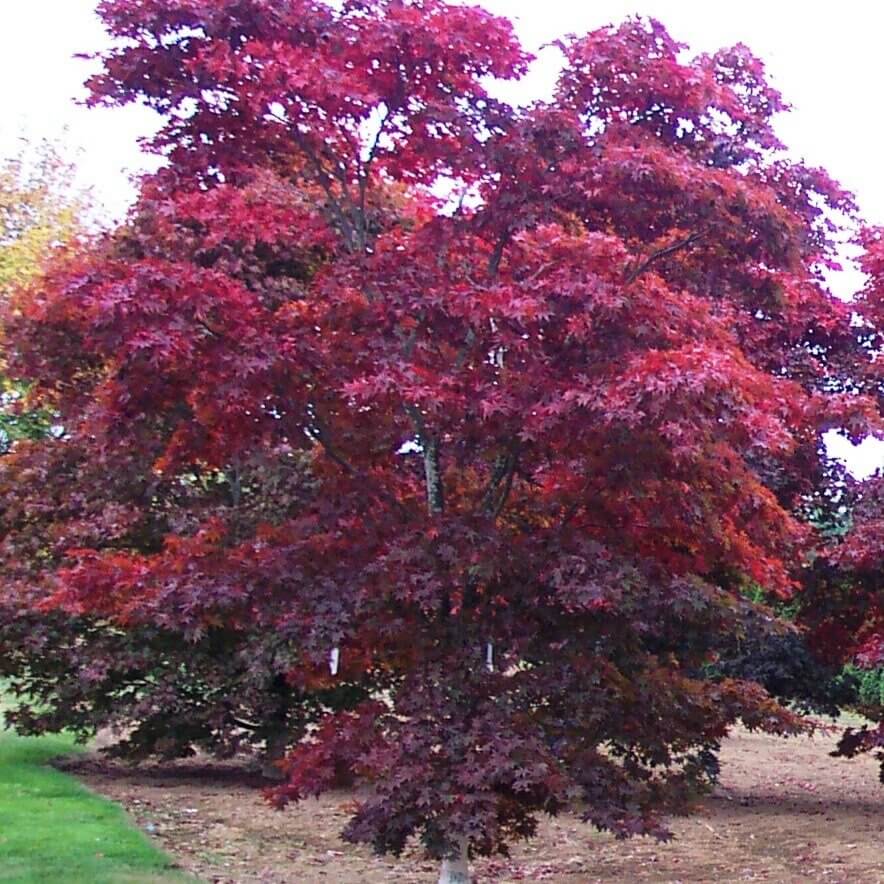 Acer palmatum 'Bloodgood' - mapleridgenursery