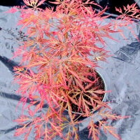 Thumbnail for Acer palmatum 'Bronzewing' - mapleridgenursery