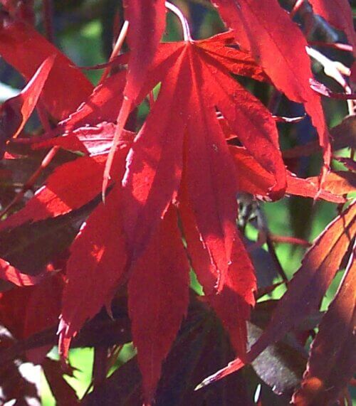 Acer palmatum 'Burgundy Lace' - mapleridgenursery