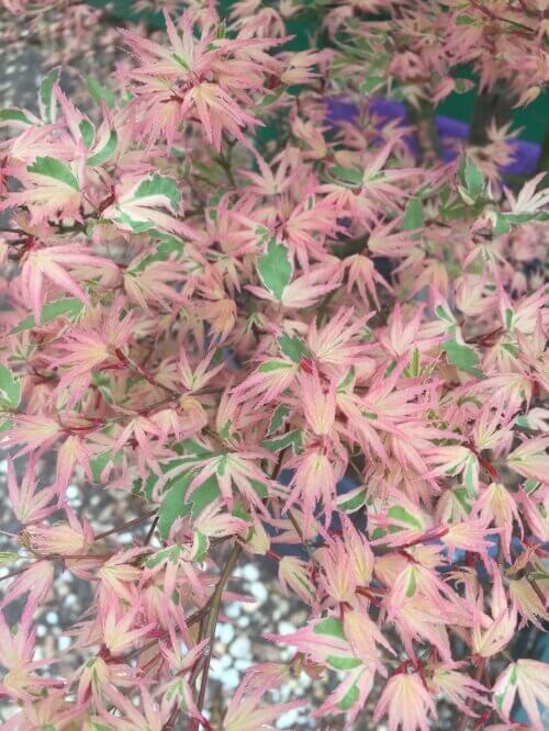 Acer palmatum 'Butterfly' Variegated Japanese Maple Maple Ridge Nursery