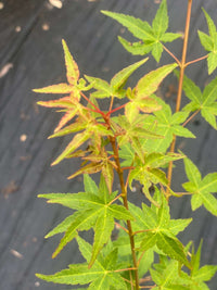 Thumbnail for Acer palmatum 'Calico' - mapleridgenursery