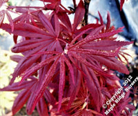 Thumbnail for Acer palmatum 'Carll's Corner' - mapleridgenursery