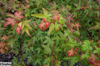 Thumbnail for Acer palmatum 'Chishio' - mapleridgenursery