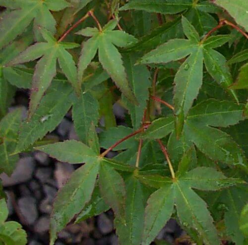 Acer Palmatum 'Chishio' Corallinum Japanese Maple – Maple Ridge Nursery