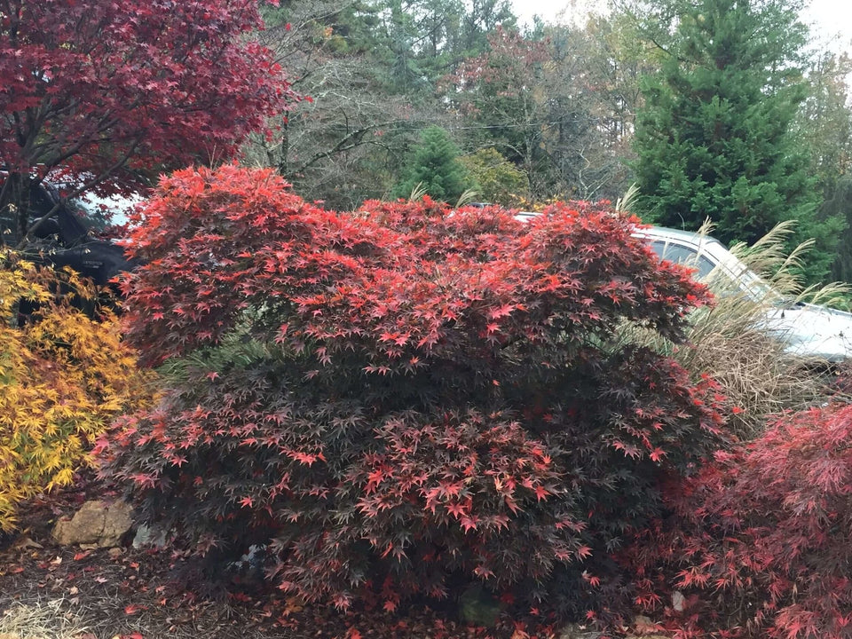 acer-palmatum-chitose-yama-ex-