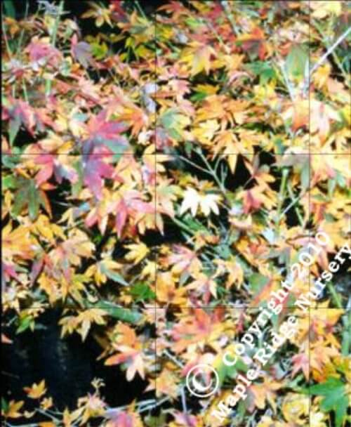 Acer palmatum 'Coonora pygmy' - mapleridgenursery