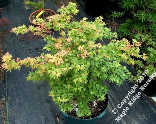 Acer palmatum 'Coonora pygmy' - mapleridgenursery