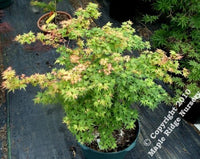 Thumbnail for Acer palmatum 'Coonora pygmy' - mapleridgenursery