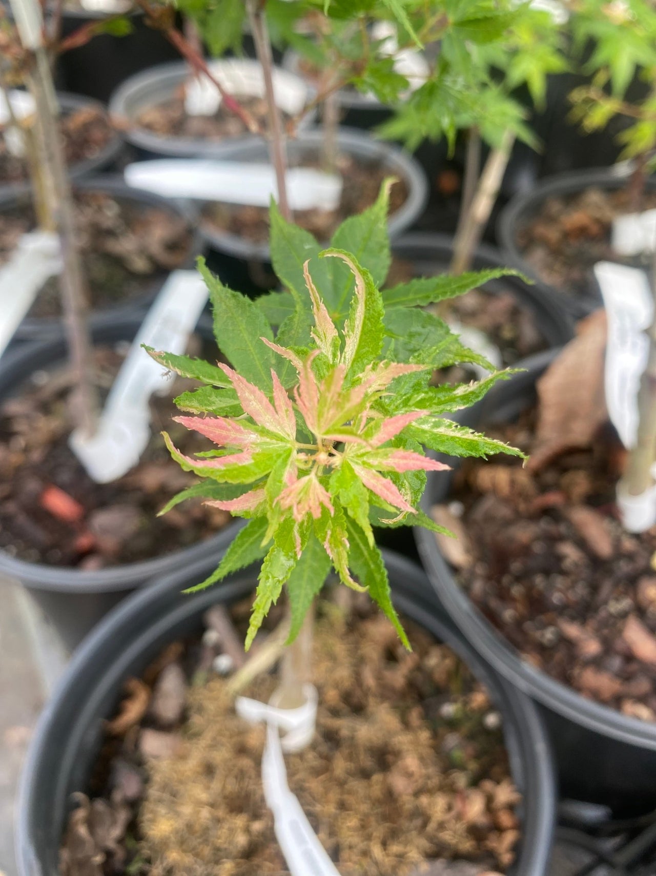 Acer palmatum 'Cotton Candy' Variegated Japanese Maple - Maple Ridge Nursery