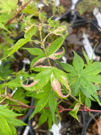 Thumbnail for Acer palmatum 'Cotton Candy' Variegated Japanese Maple - Maple Ridge Nursery