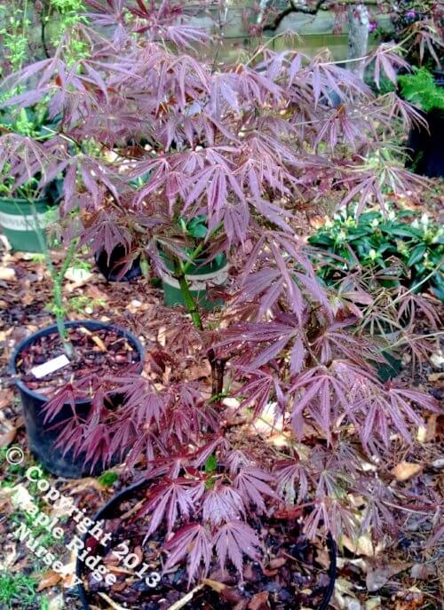 Acer palmatum 'Crimson Carole' - mapleridgenursery