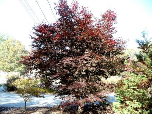 Acer palmatum 'Crimson Prince' - mapleridgenursery