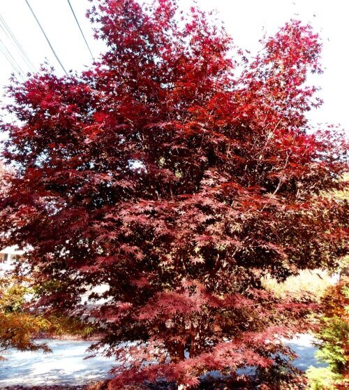 Acer palmatum 'Crimson Prince' - mapleridgenursery