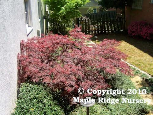 Acer palmatum 'Crimson Queen' - mapleridgenursery