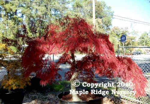 Acer palmatum 'Crimson Queen' - mapleridgenursery