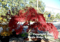 Thumbnail for Acer palmatum 'Crimson Queen' - mapleridgenursery
