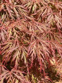 Thumbnail for Acer palmatum 'Dai' - mapleridgenursery