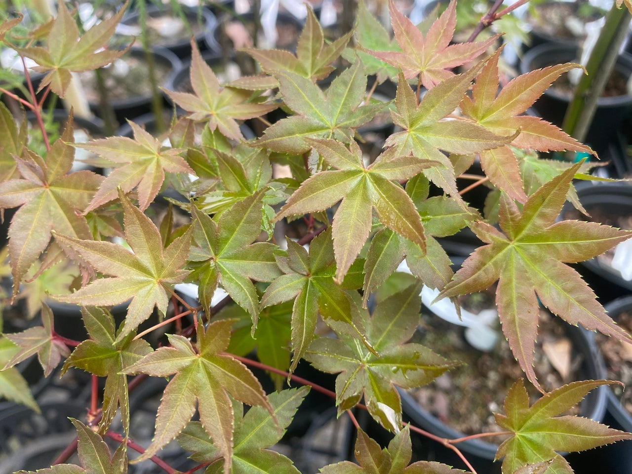 Acer palmatum 'Deshojo' Rare Corallinum Japanese Maple - Maple Ridge Nursery