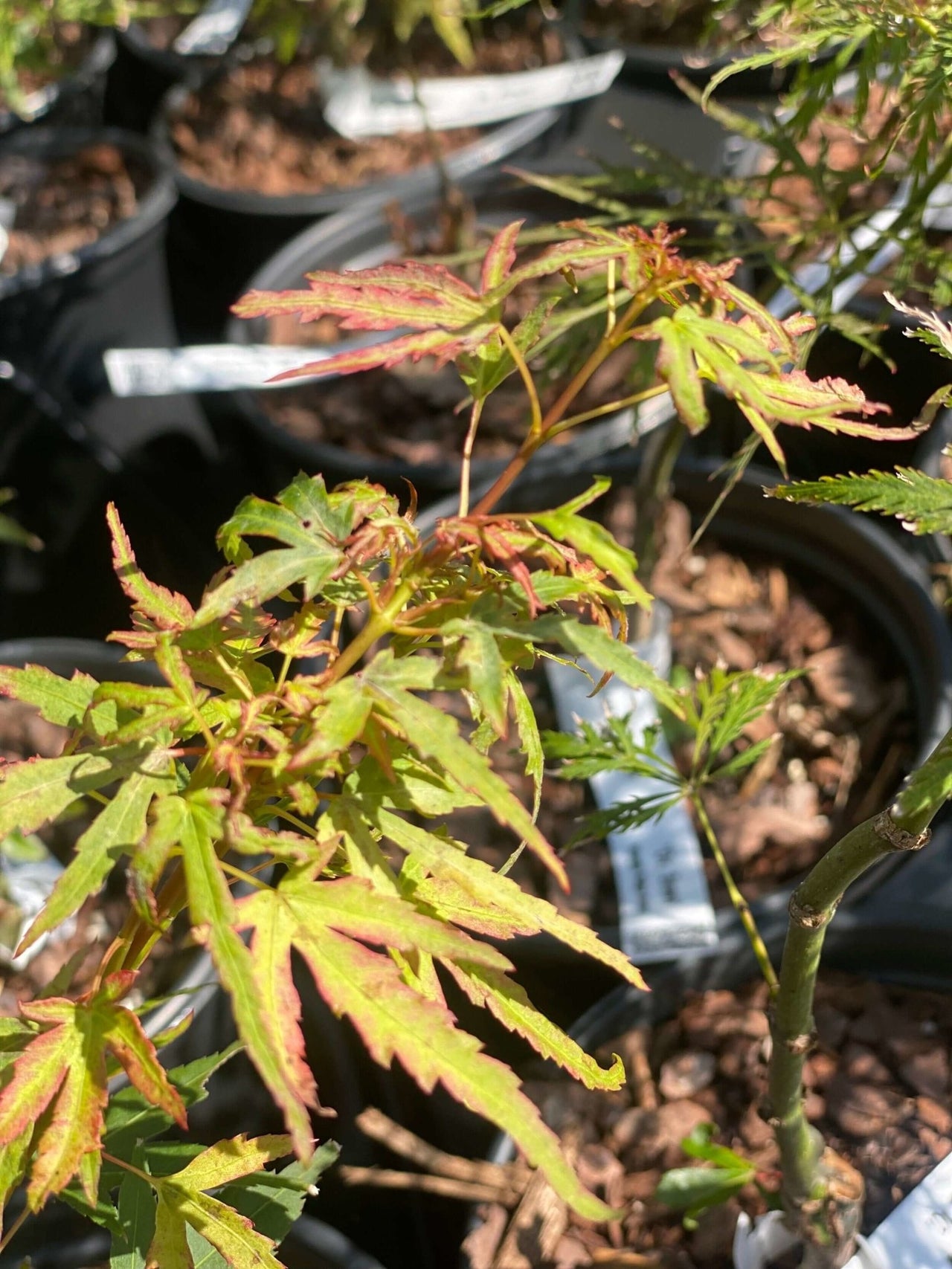 Acer palmatum 'Diana' - mapleridgenursery
