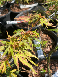 Thumbnail for Acer palmatum 'Diana' - mapleridgenursery