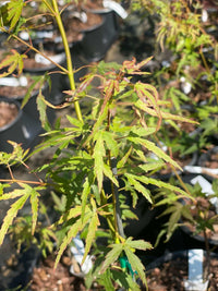Thumbnail for Acer palmatum 'Diana' - mapleridgenursery