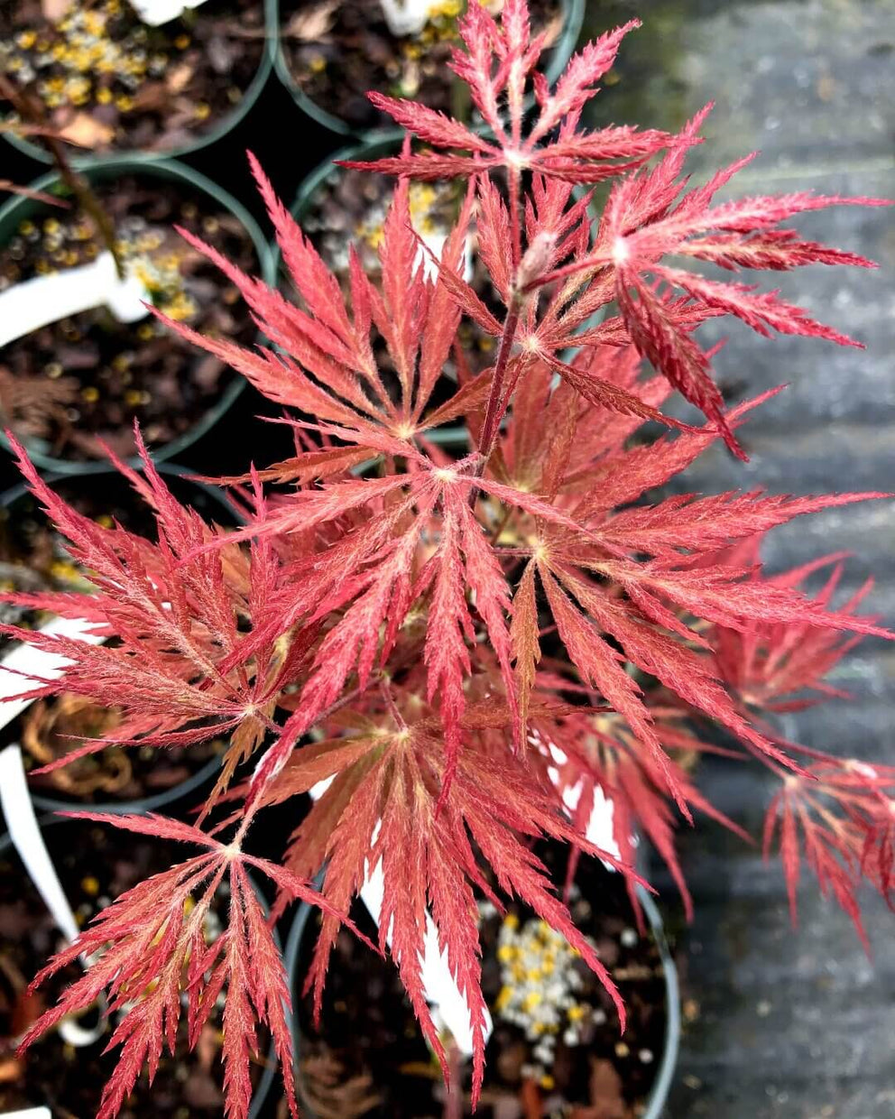 Acer Palmatum ‚Dissectum Nigrum‘ Weeping Red Japanese Maple – WHZAP