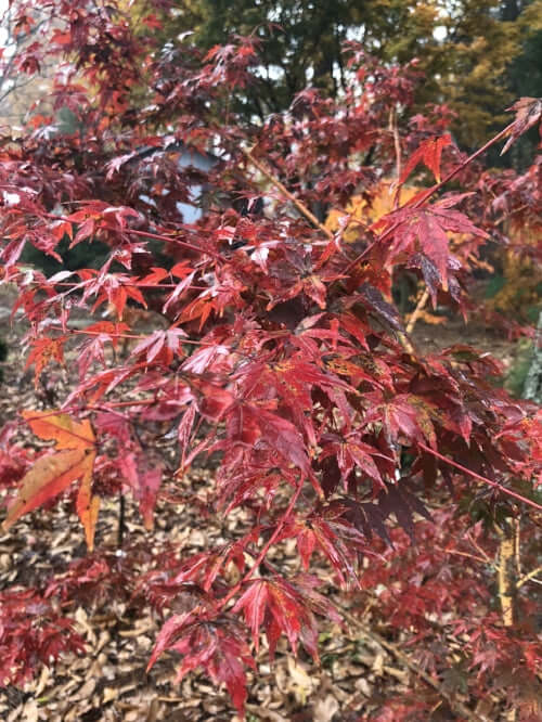 Acer palmatum 'Dixie Delight' - mapleridgenursery