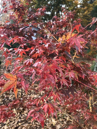 Thumbnail for Acer palmatum 'Dixie Delight' - mapleridgenursery