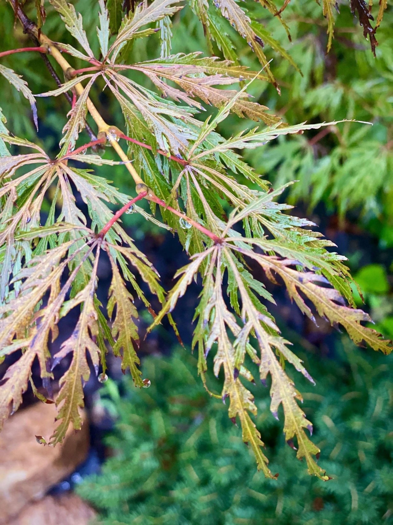 Acer palmatum 'Dixie Spirit' - mapleridgenursery