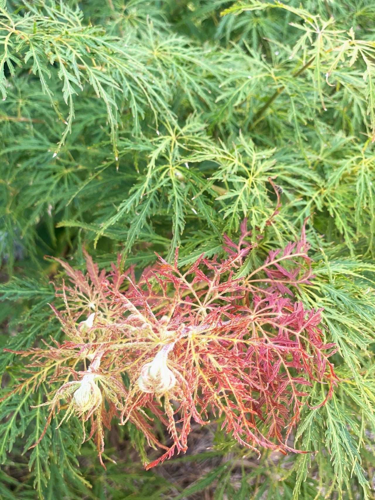 Acer palmatum 'Dr. Brown' - mapleridgenursery