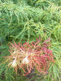 Thumbnail for Acer palmatum 'Dr. Brown' - mapleridgenursery