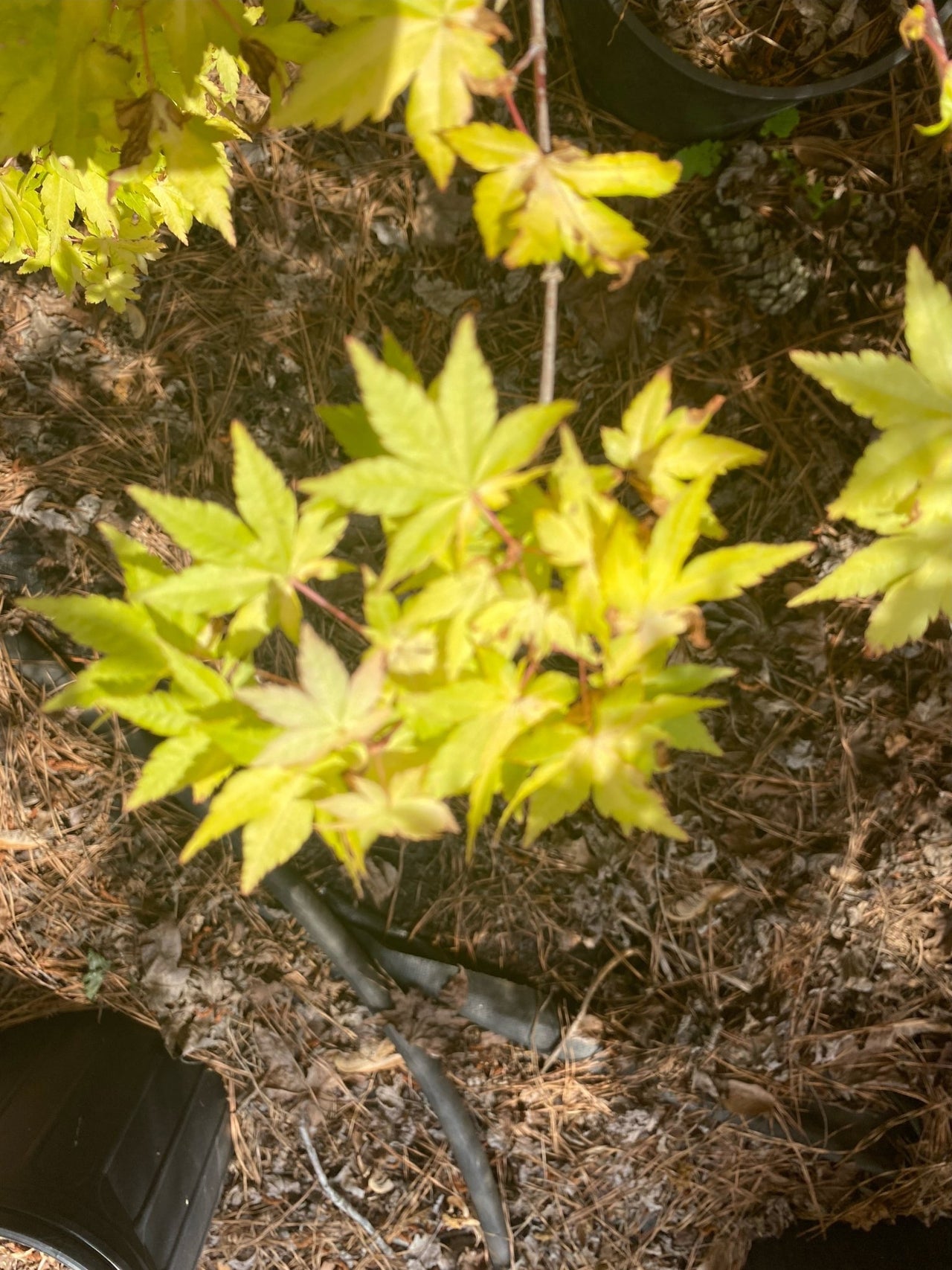Acer palmatum 'Dragon Master' Yellow Weeping Japanese Maple - Maple Ridge Nursery