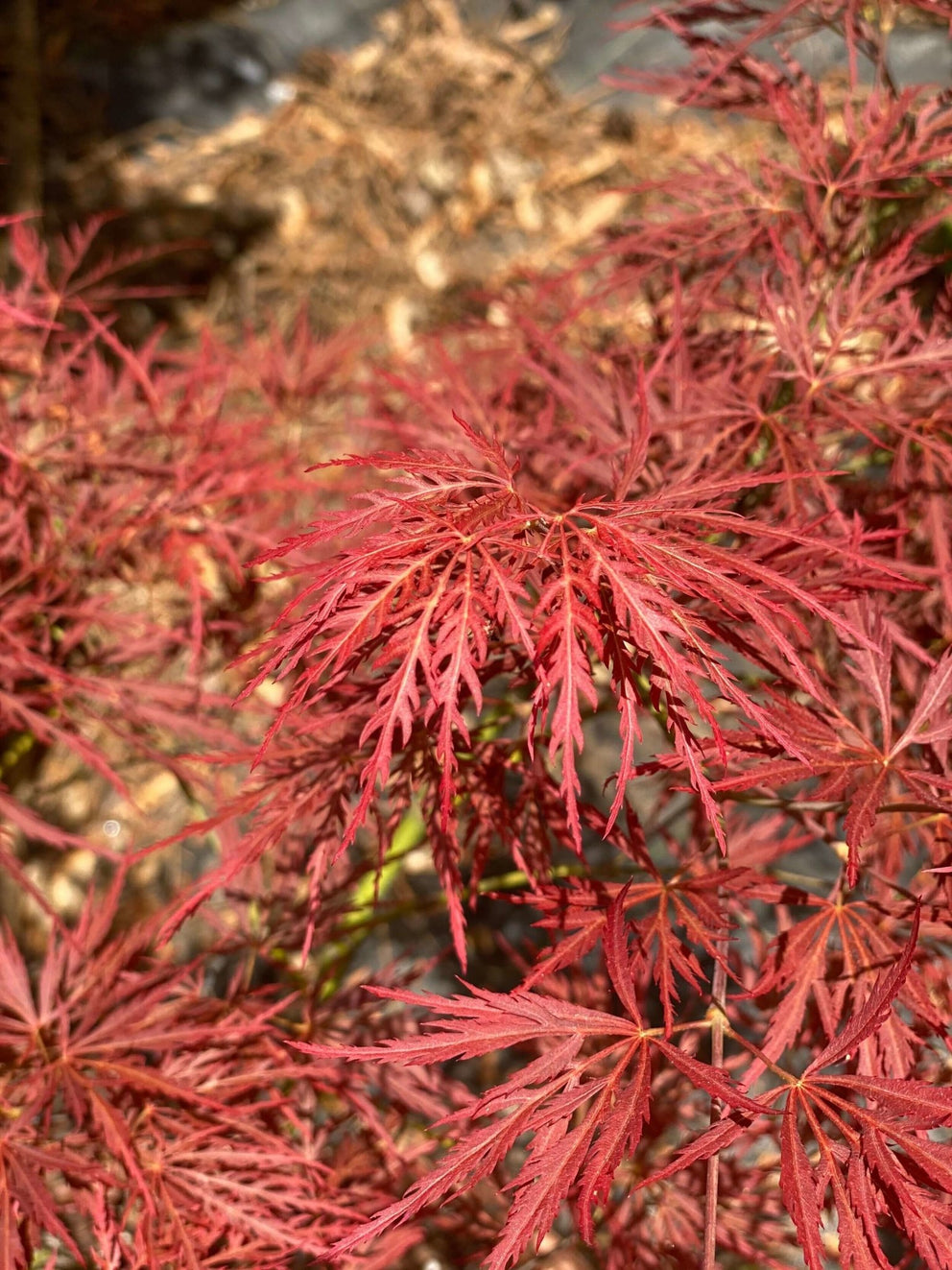 Acer palmatum 'Dragon's Fire' Dwarf Japanese Maple Maple Ridge Nursery