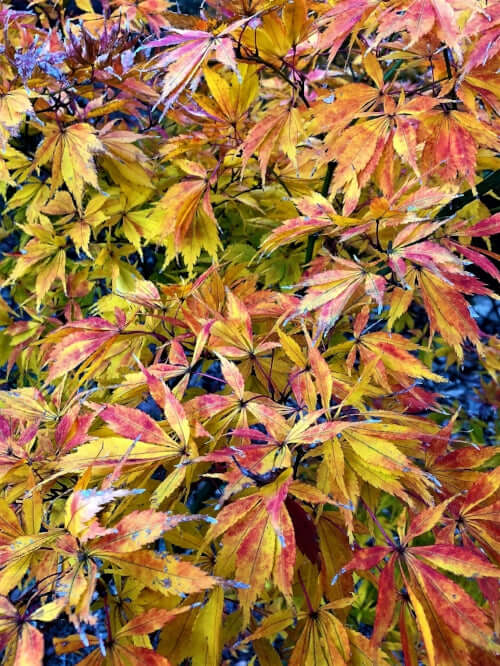 Acer palmatum 'Elegans' - mapleridgenursery