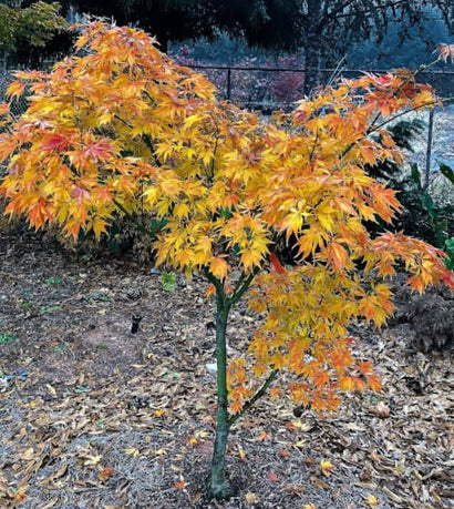 Acer palmatum 'Elegans' Fall Color Japanese Maple – Maple Ridge Nursery