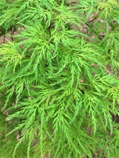 Acer palmatum 'Emerald Lace' - mapleridgenursery